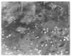 CHS-503 HC 10.jpg (62630 bytes)