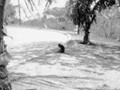 Corregidor - Monkey on road - 1934